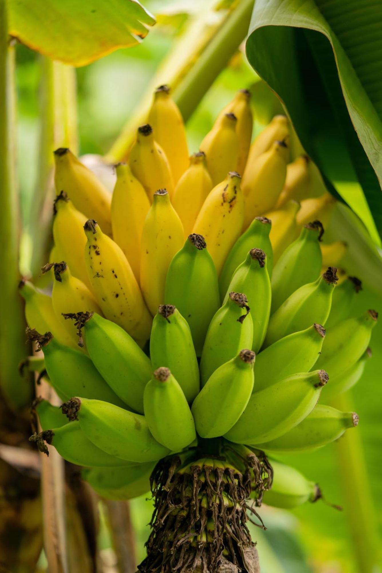 Jungle Haven Ocean Front Eco Villa On Fruit Farm Pahoa Экстерьер фото