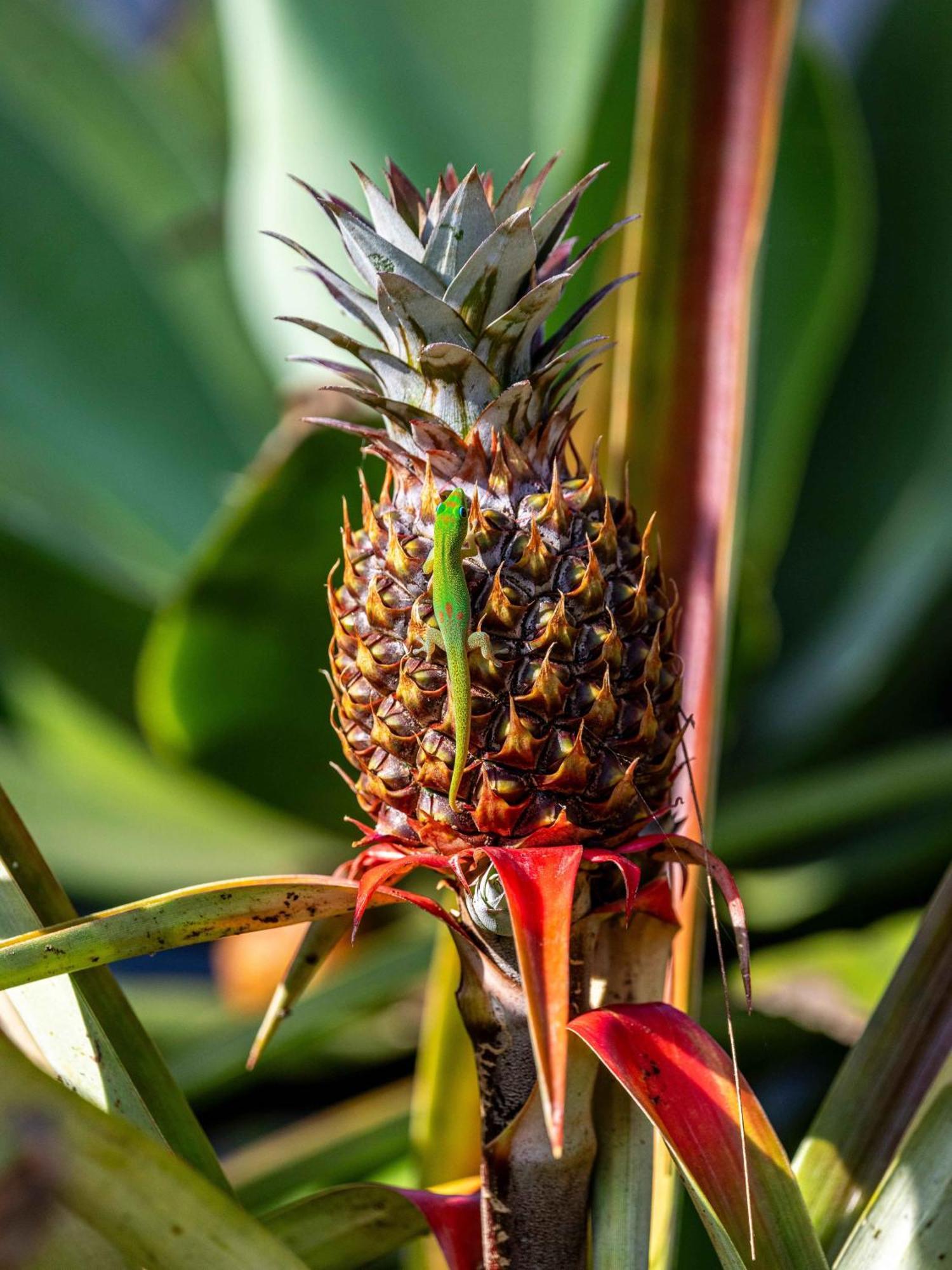 Jungle Haven Ocean Front Eco Villa On Fruit Farm Pahoa Экстерьер фото